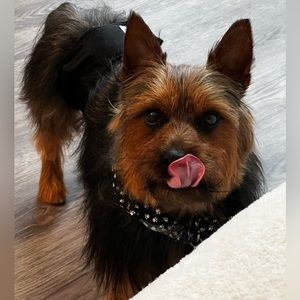 Howdy 🤠 Y’all It’s Fall! Come Shop My Pawsh Closet ! 🐾 & 💋